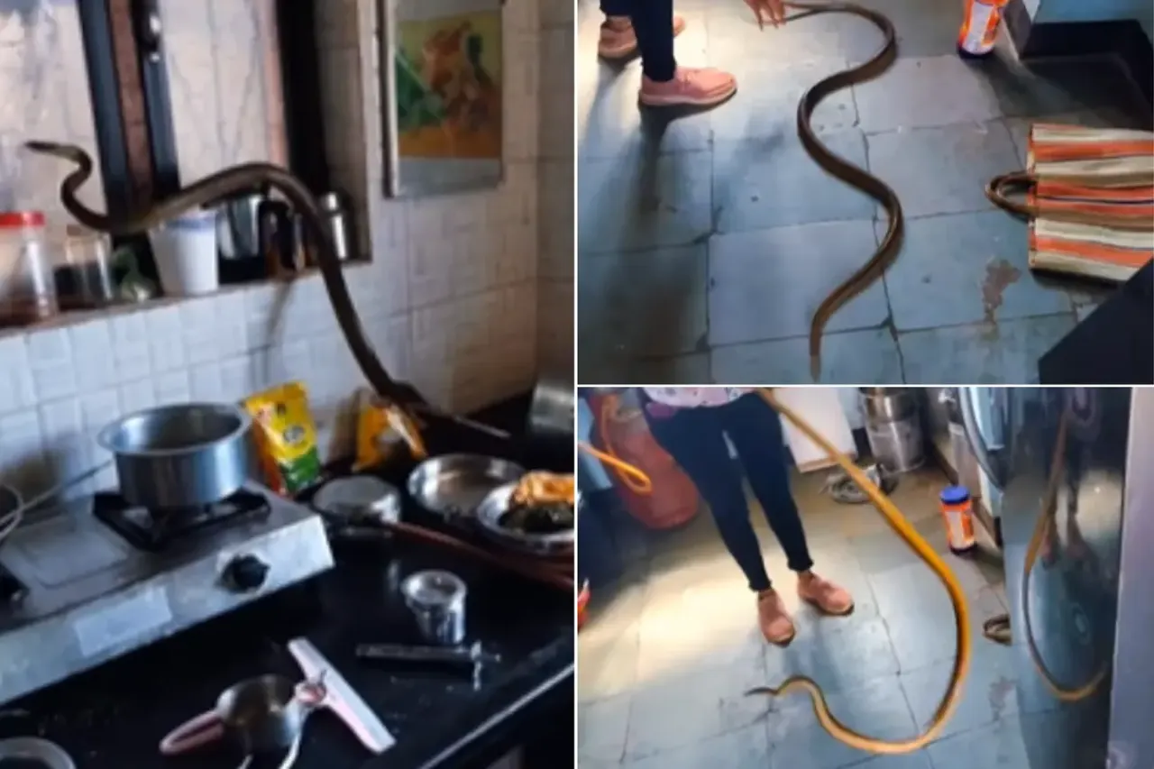 Viral Video