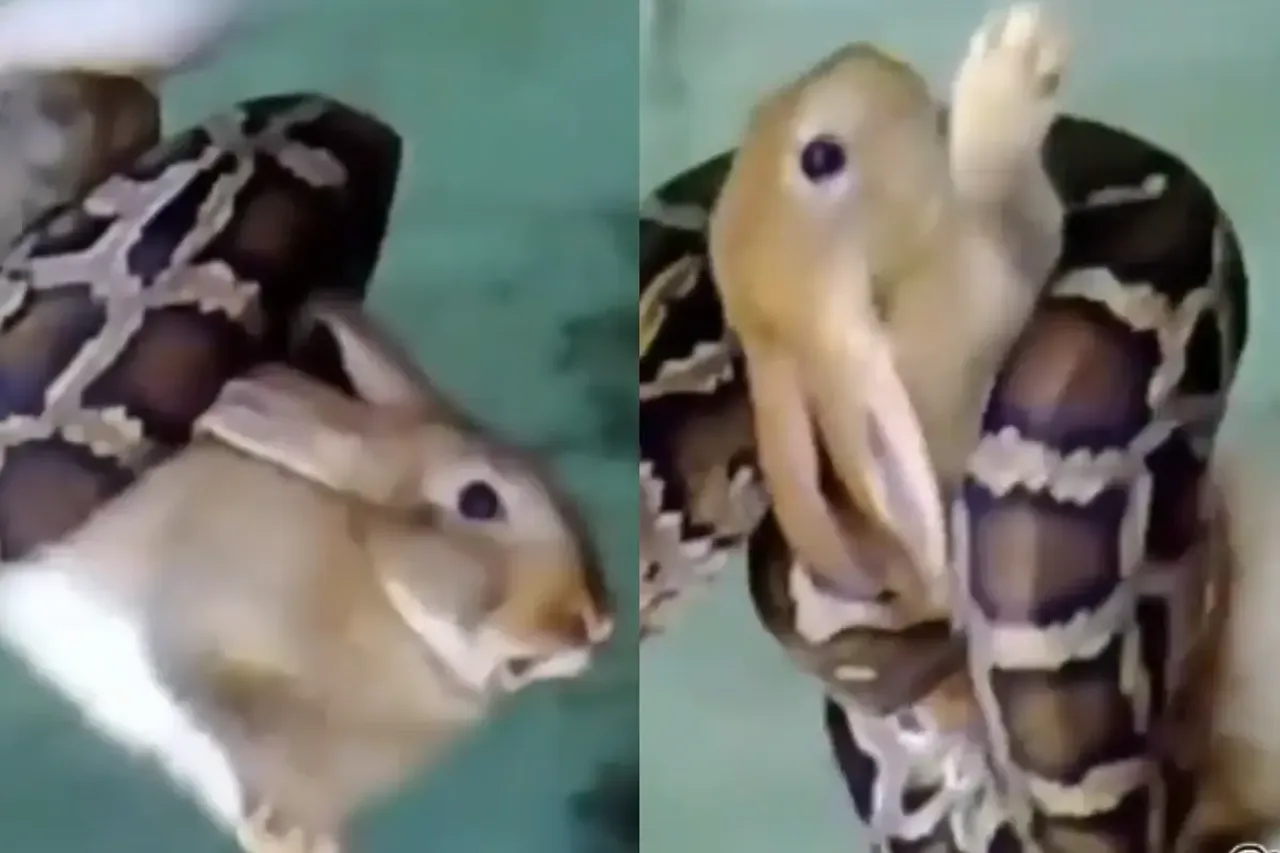Viral Video