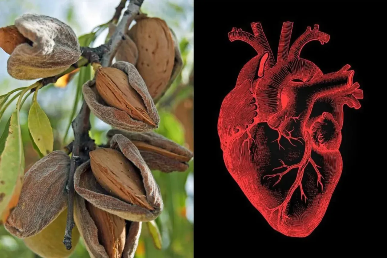 Superfood Almond
