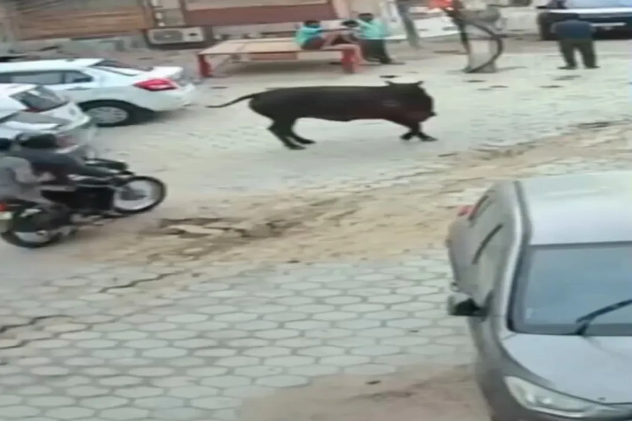Viral Video 