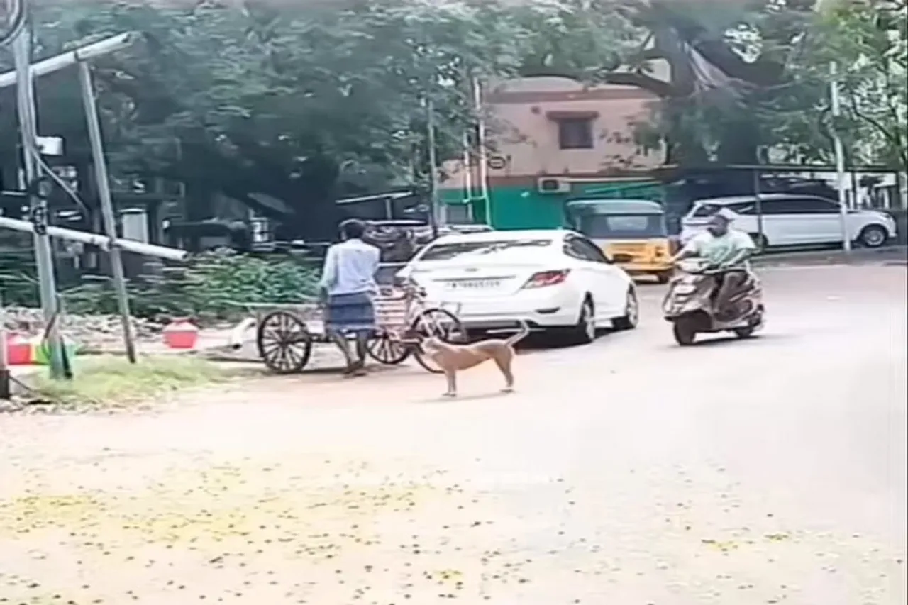 Viral Video 