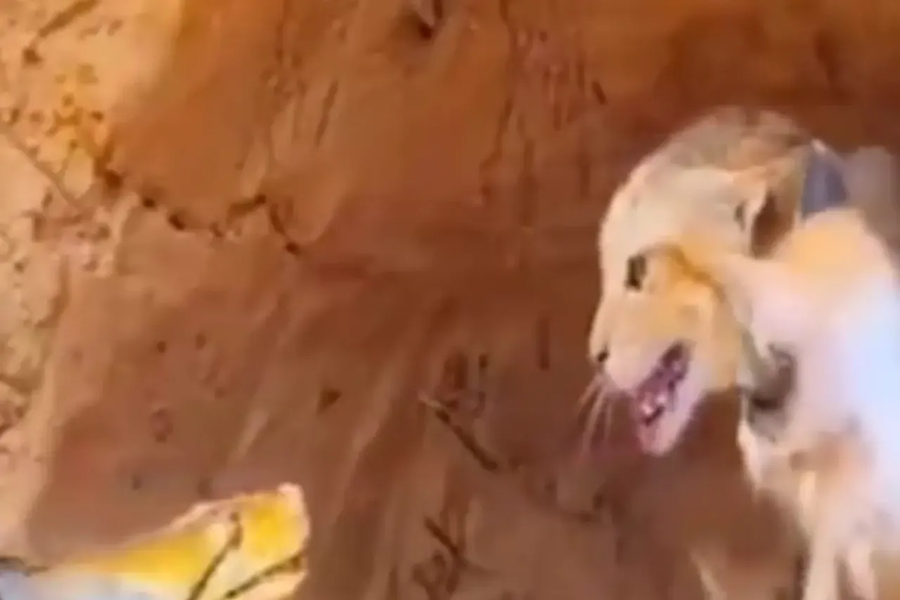 snake cat viral video