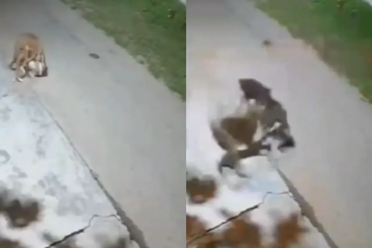 dog panther viral video