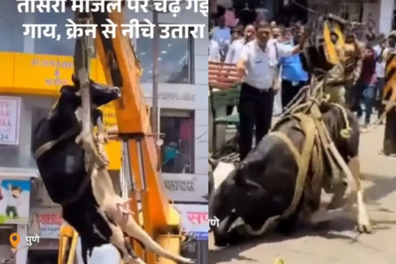 crane used to save cow