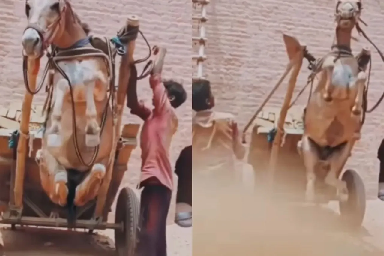 Mule crying in pain