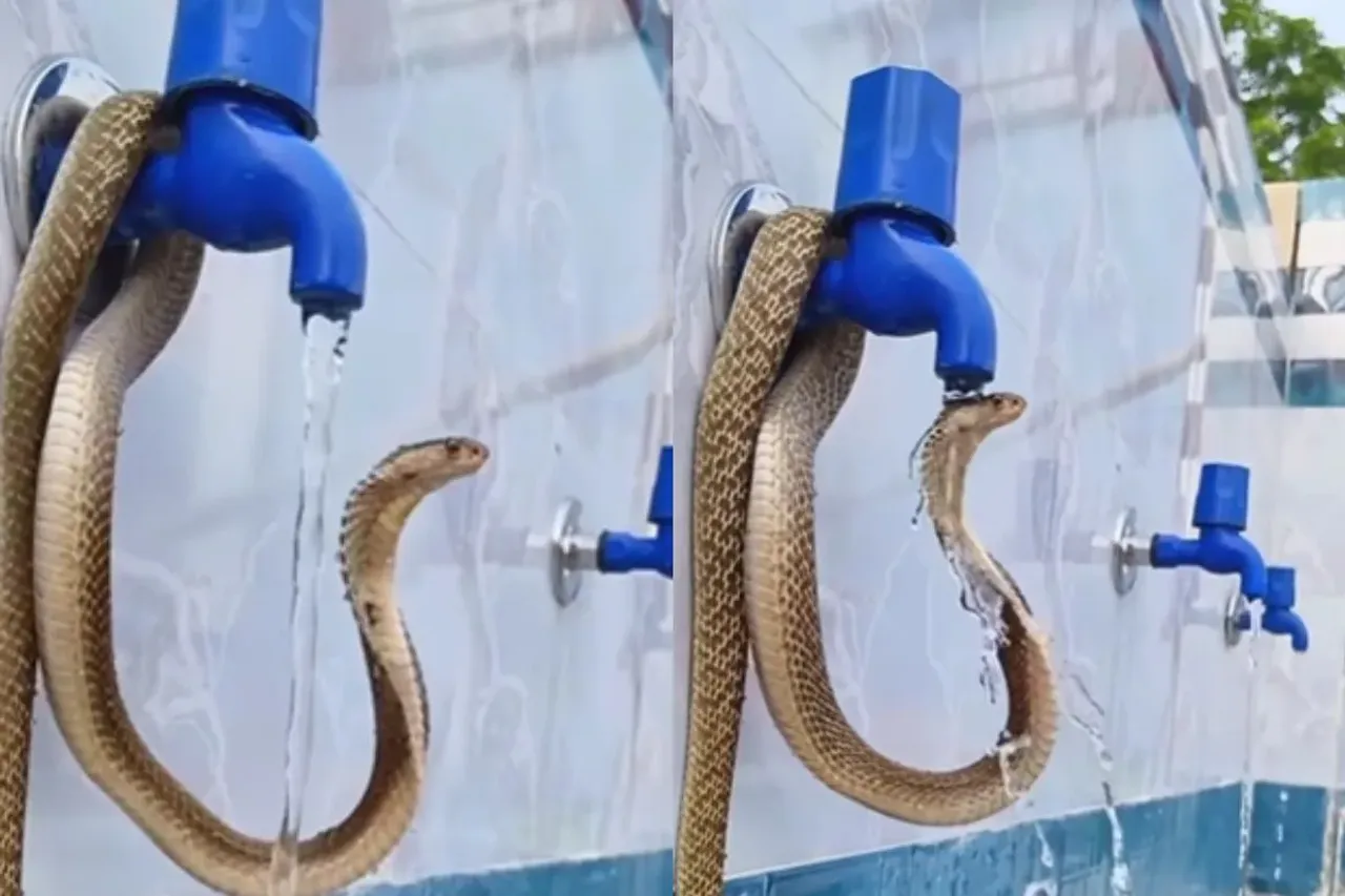 Cobra cooling itself under tap water