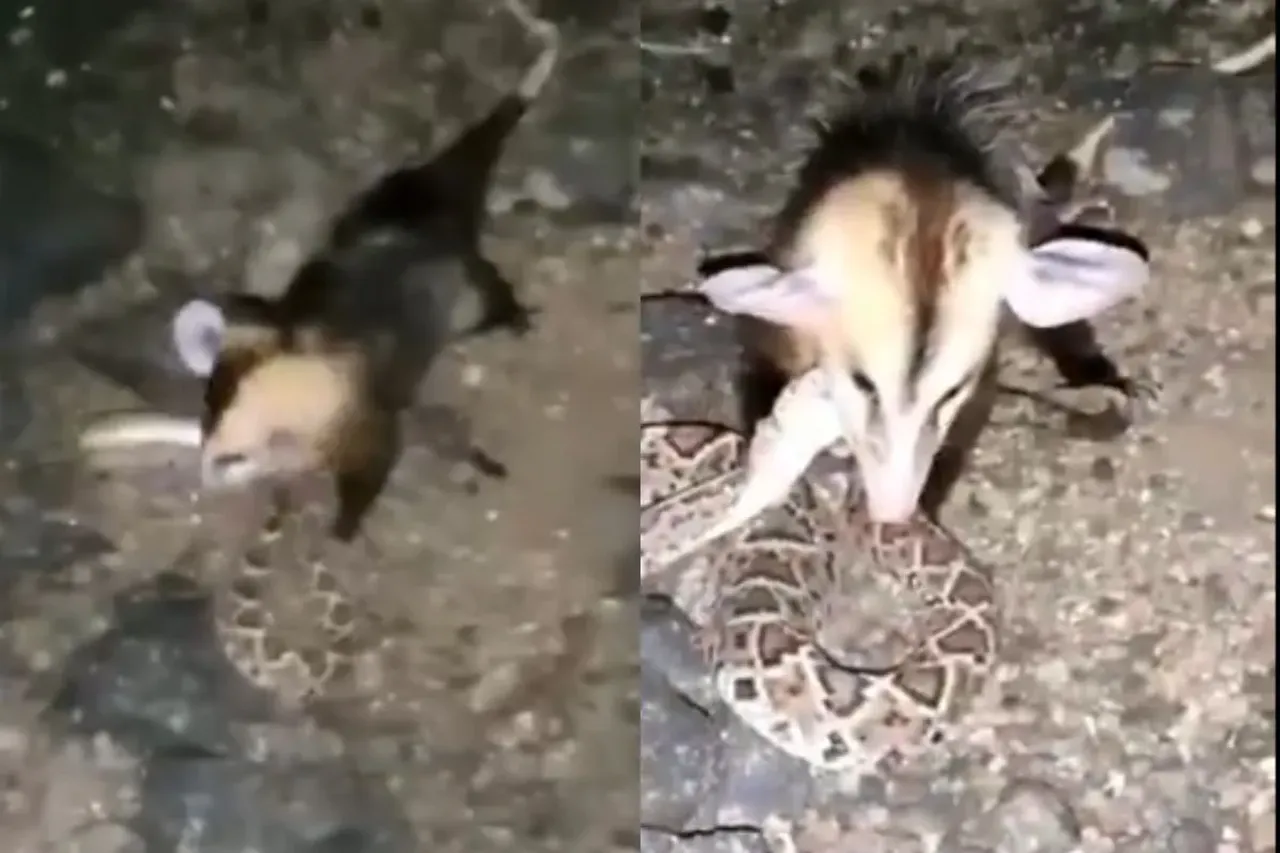 Opossum overpowering snake 