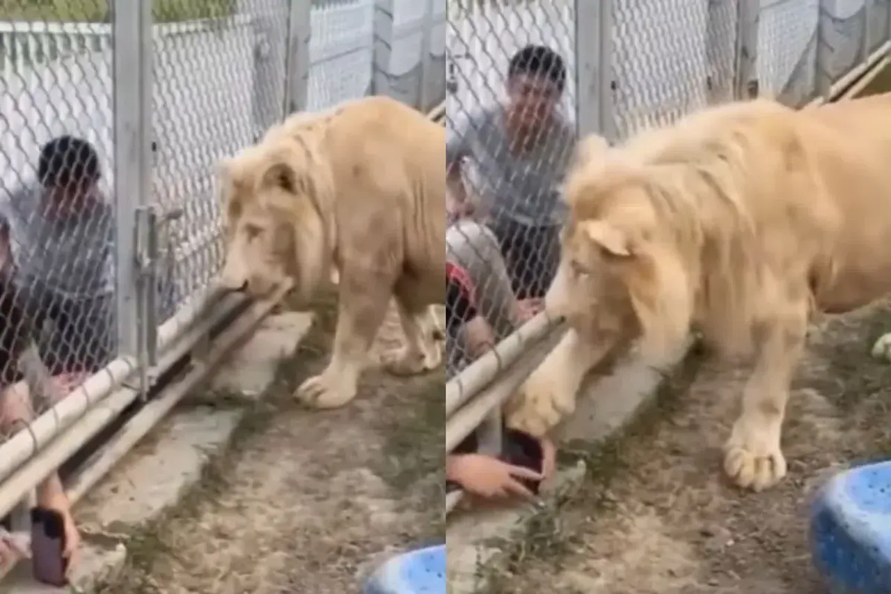 Lion politely asks visitors to obey the rules
