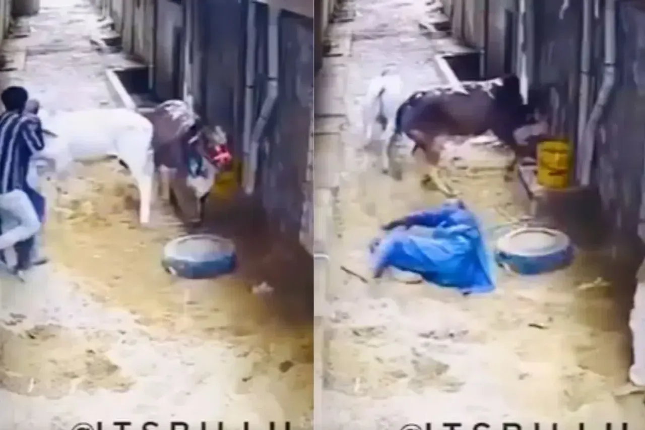 A Pakistani man assaulted by a bull