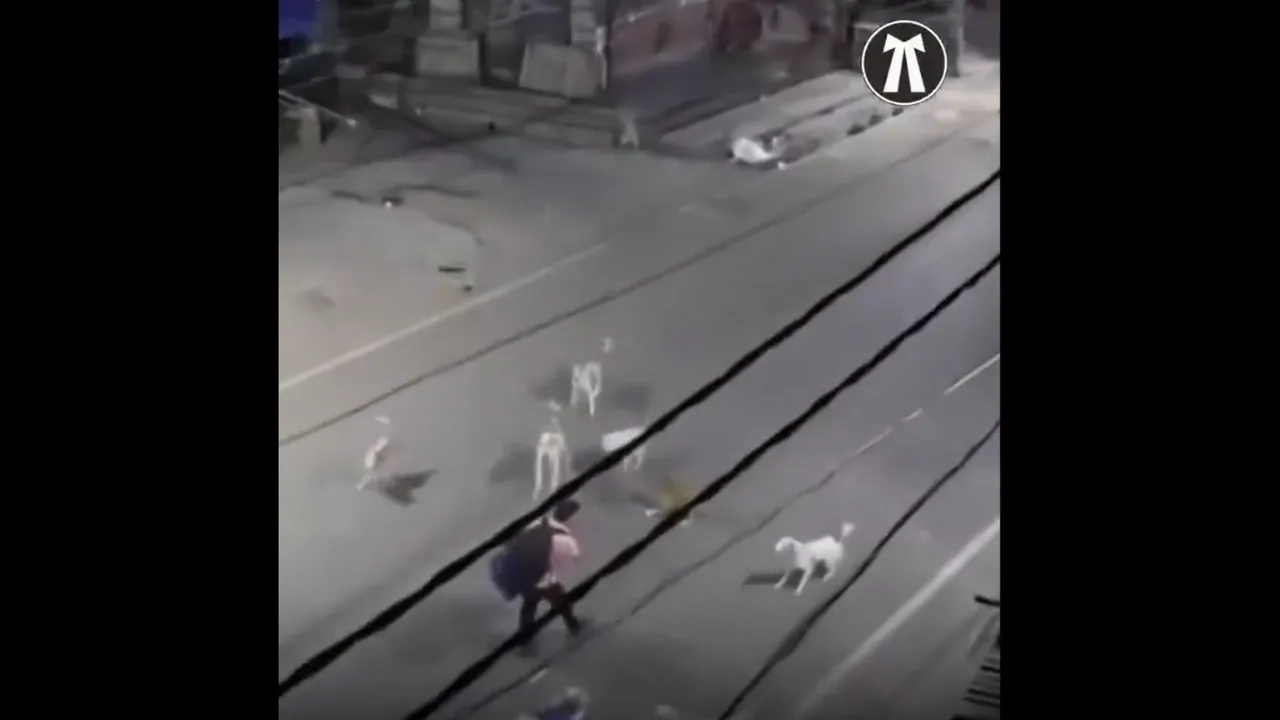 viral-video-stray-dogs
