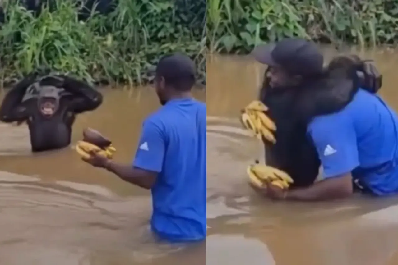 Chimps hugging his caretaker after years