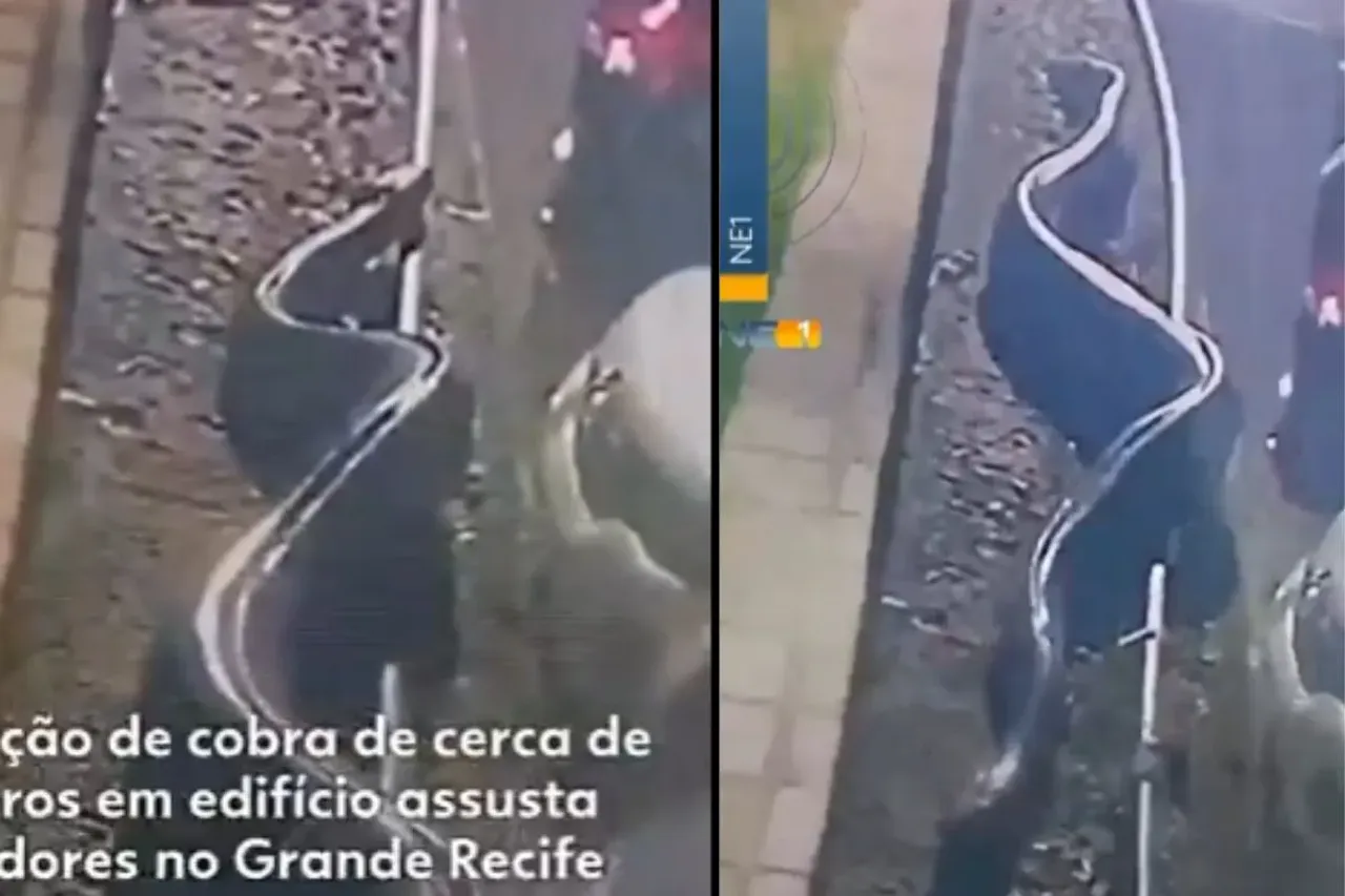 26-foot snake appearing near parking lot in Candeias