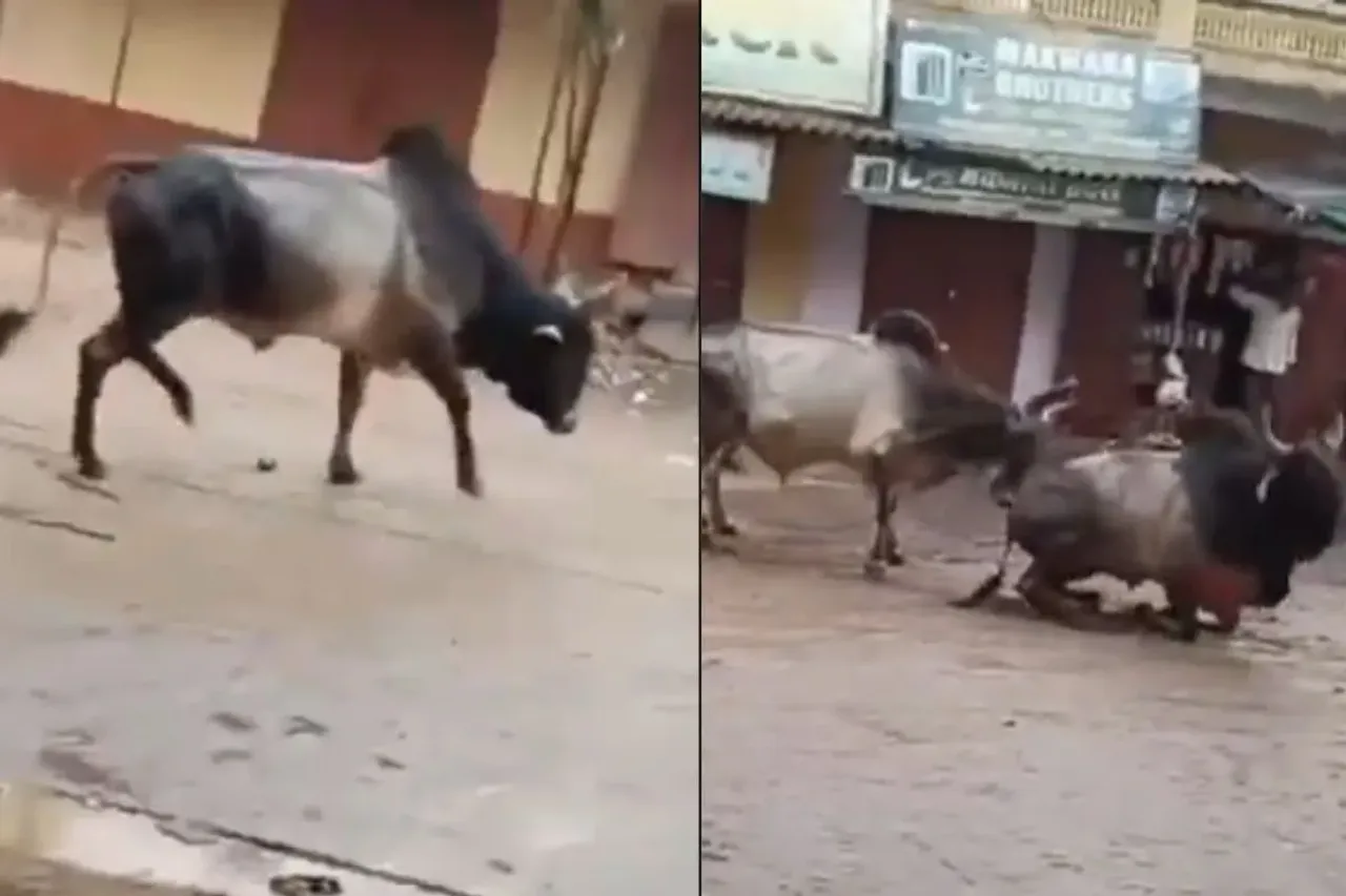 A bull saving the life of an electrocuted bull