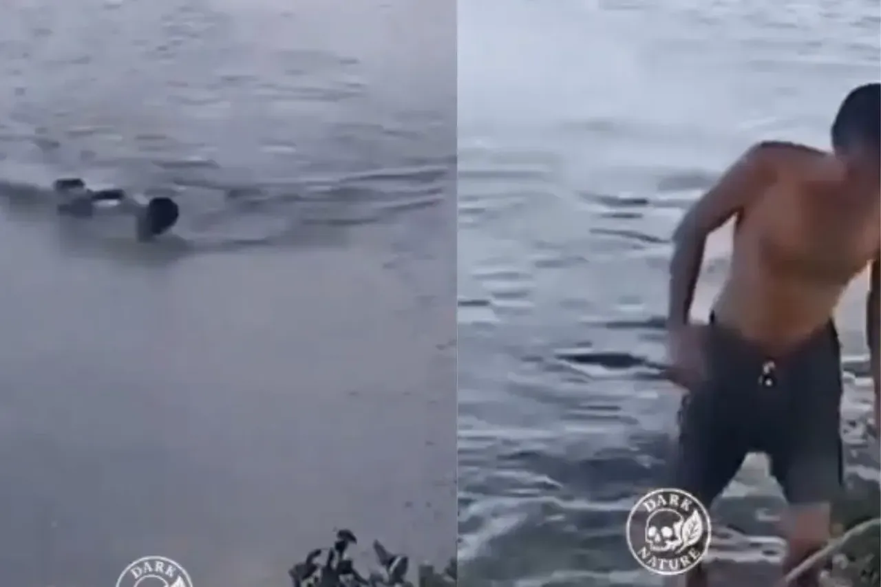 Man bitten by alligator while swimming
