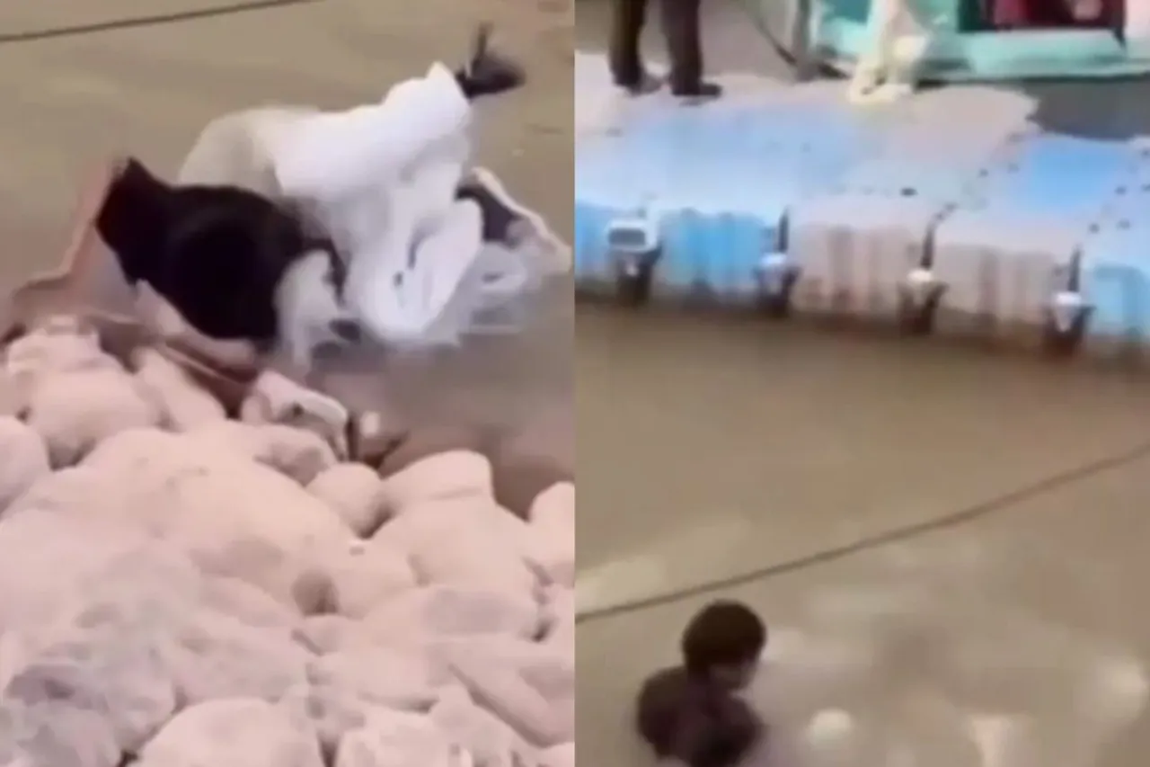 Chandigarh Viral Video Youth Falls In Lake While Making Reel