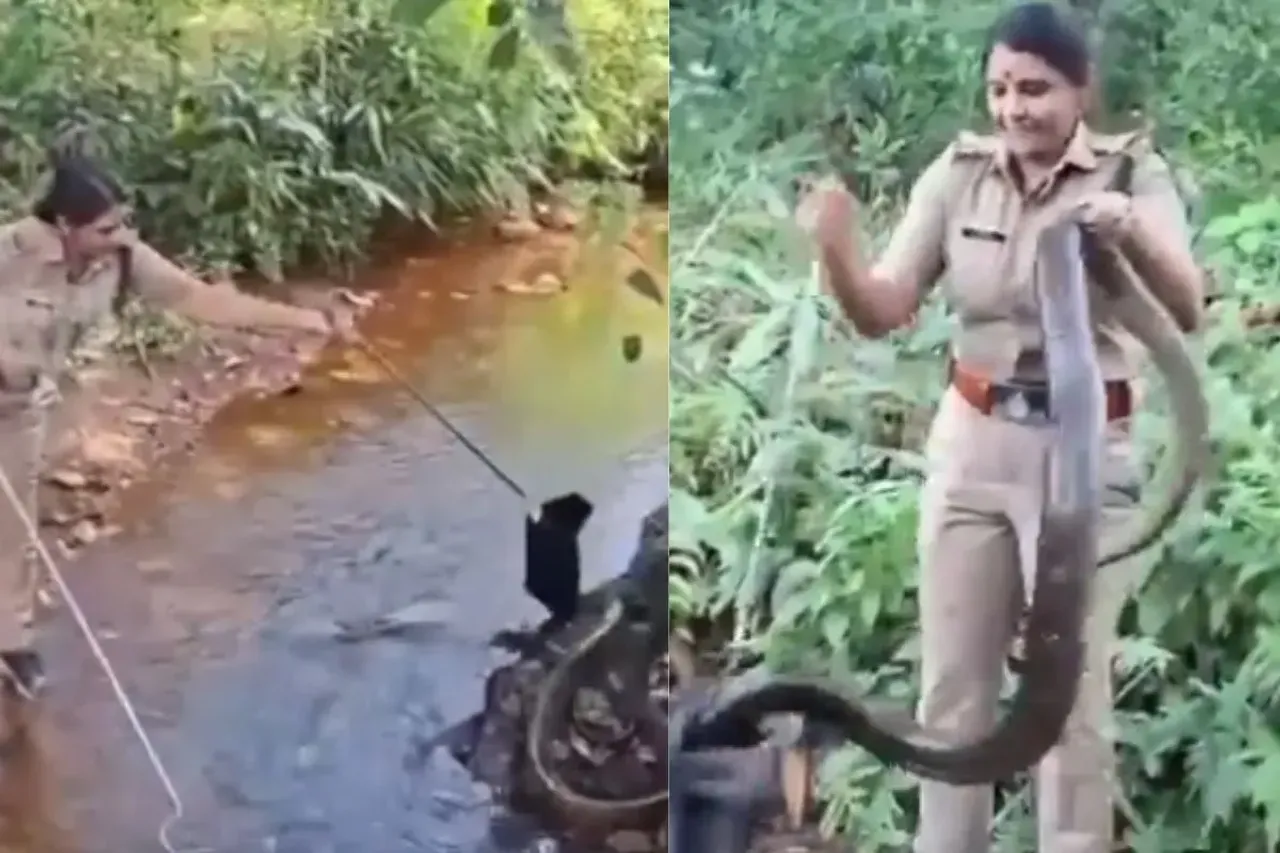 Forest officer catching King Cobra