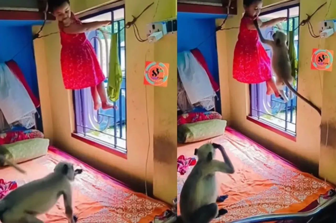 Monkeys eating biscuits from a minor girl