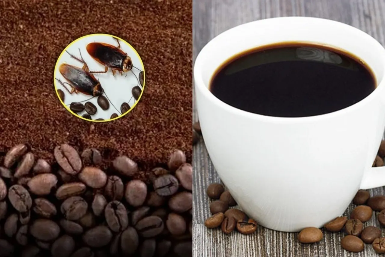 Truth About Claims Of Cockroaches In Coffee