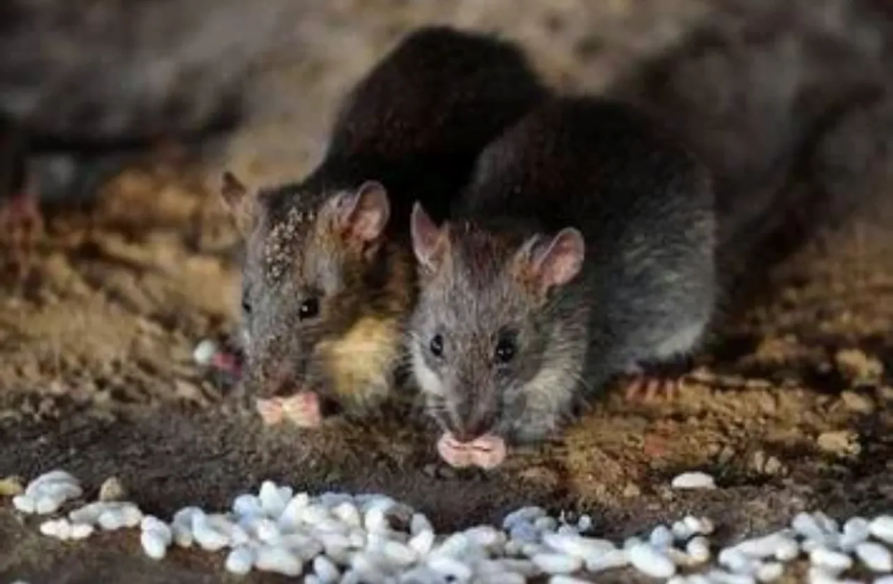 Bubonic plague: China reports new case.