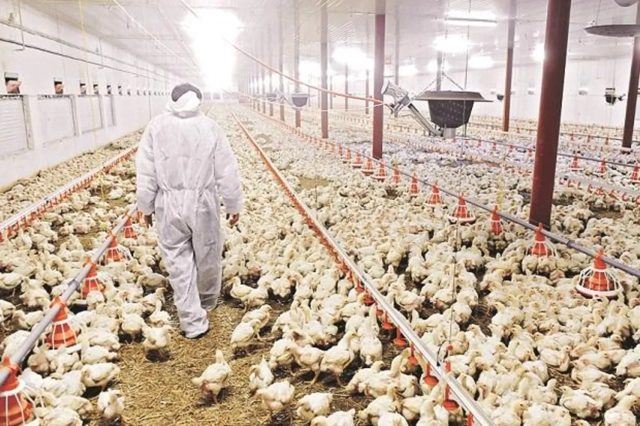 Bird Flu