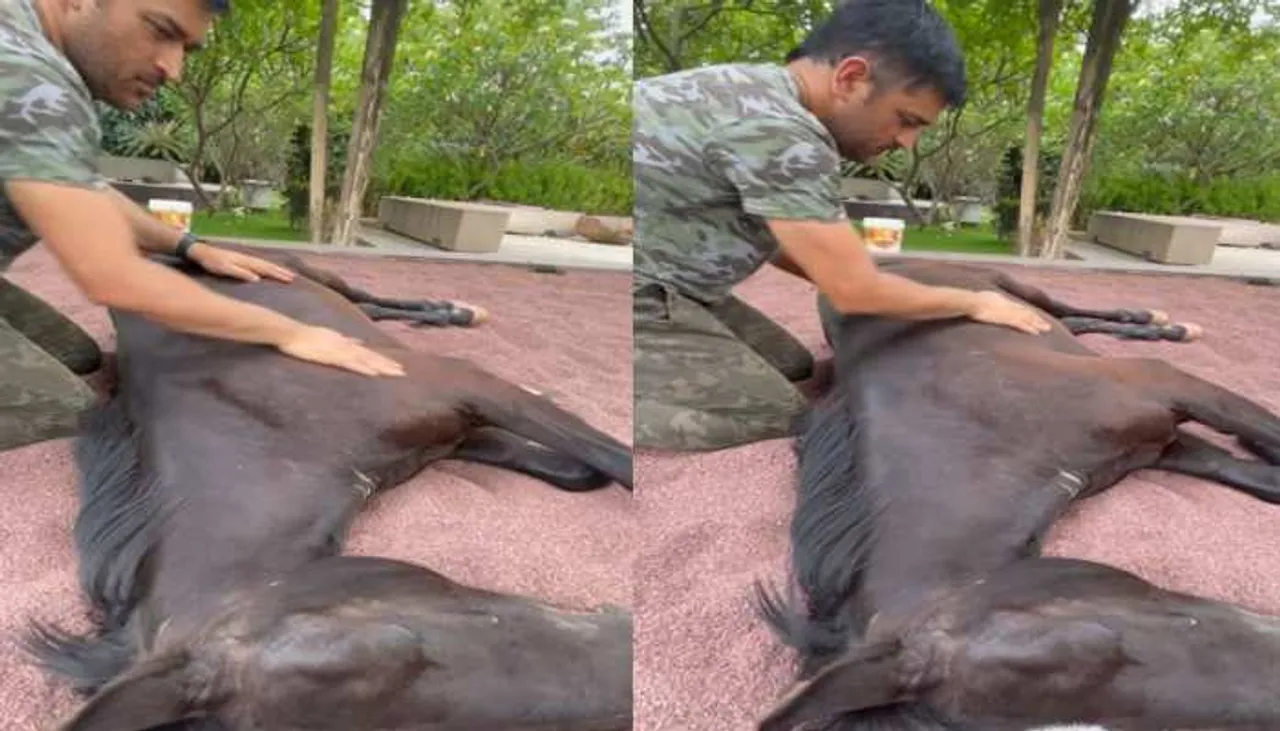 MS Dhoni, MS Dhoni horse, MS Dhoni horse video, Sakshi Singh Dhoni,