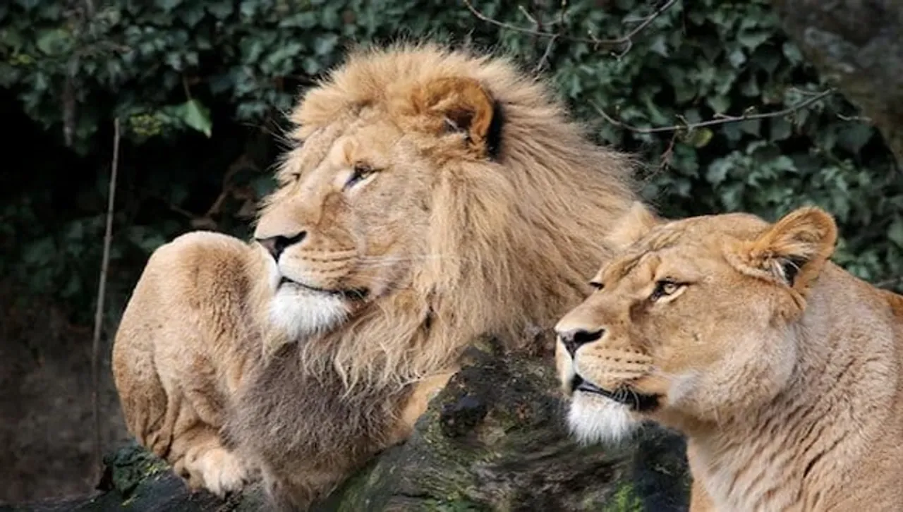 Lion
