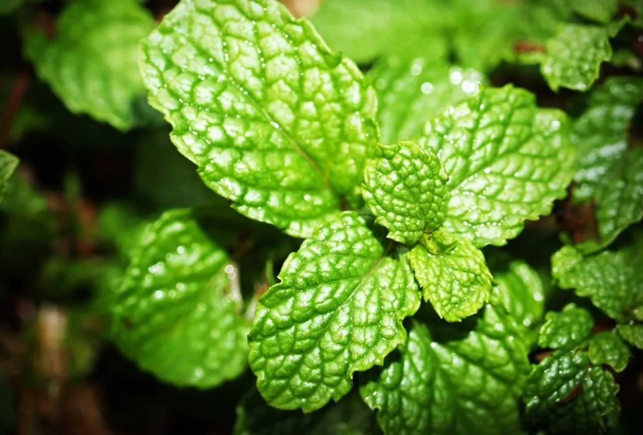 HEALTH: These Ayurveda Tips For Skin Will Help You To Prevent Acne