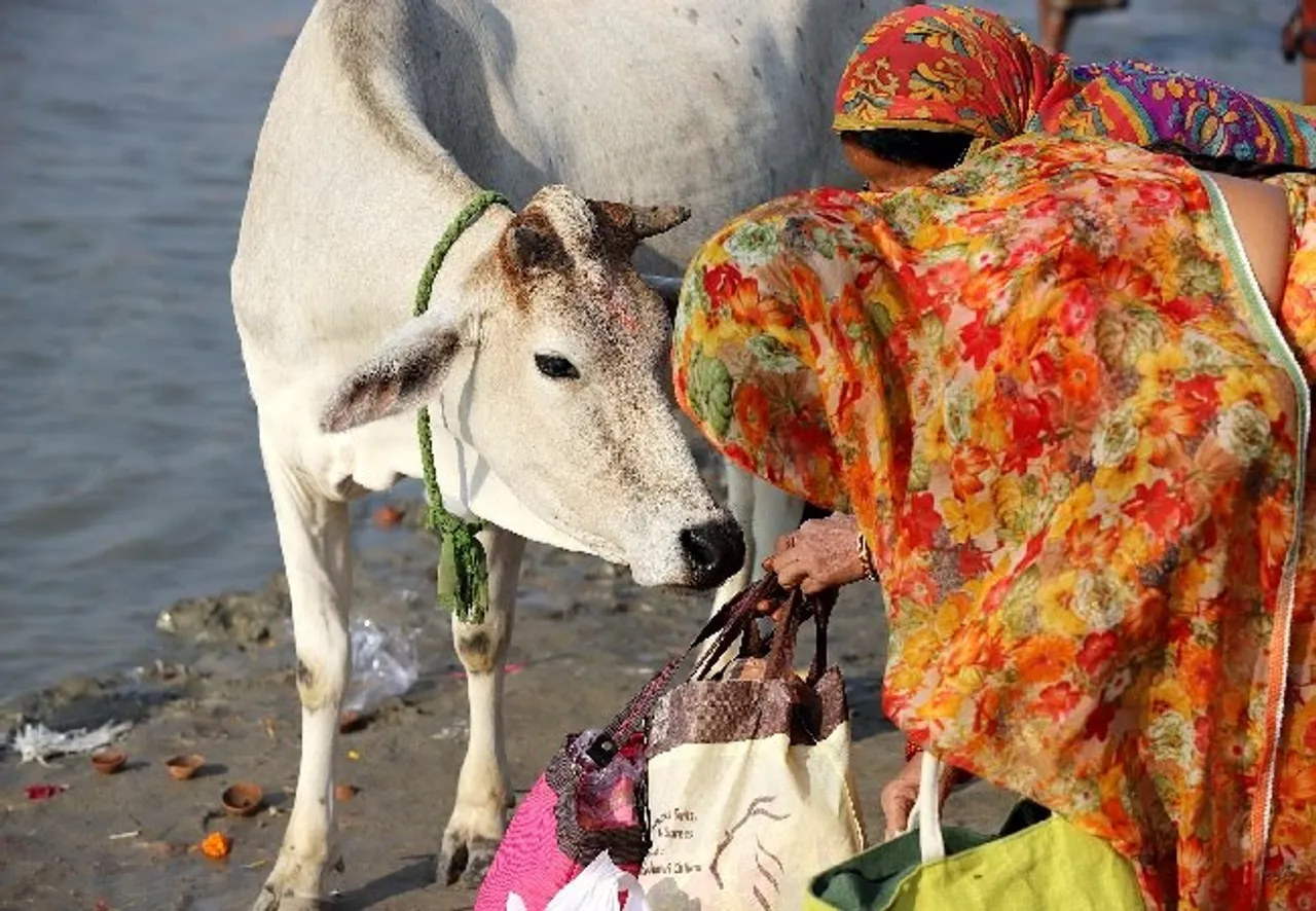 Cow