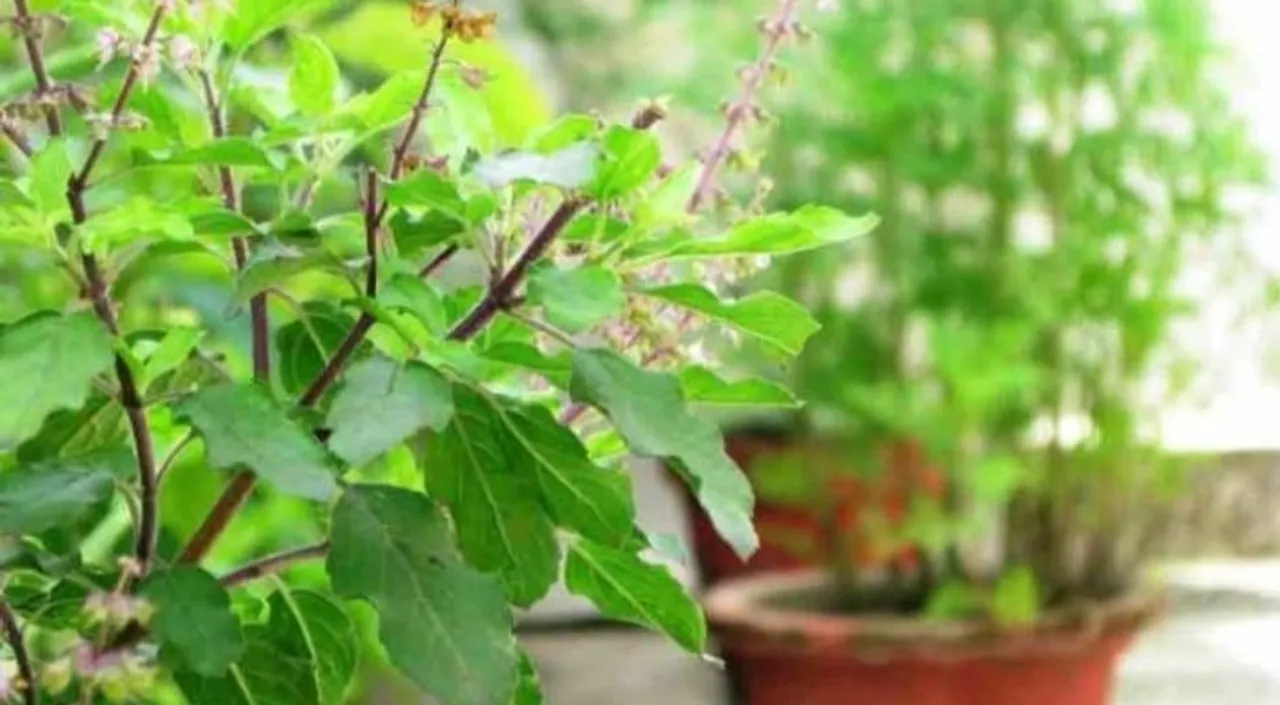 Religious rules of planting tulsi at home