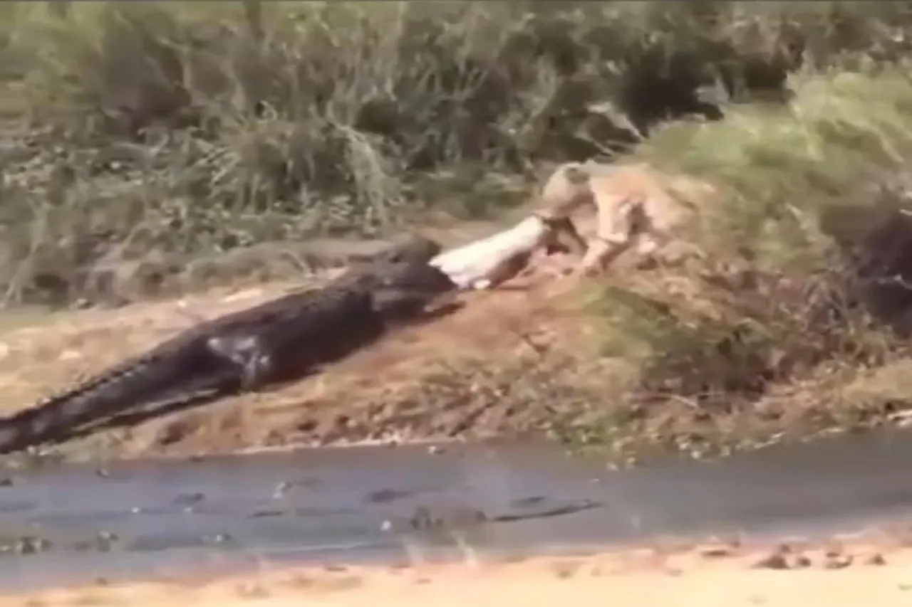 Animal Viral Video