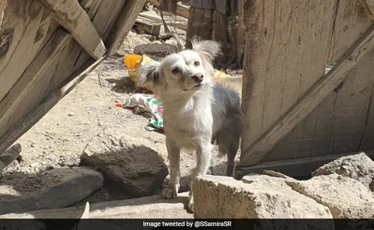 Viral Dog Photo