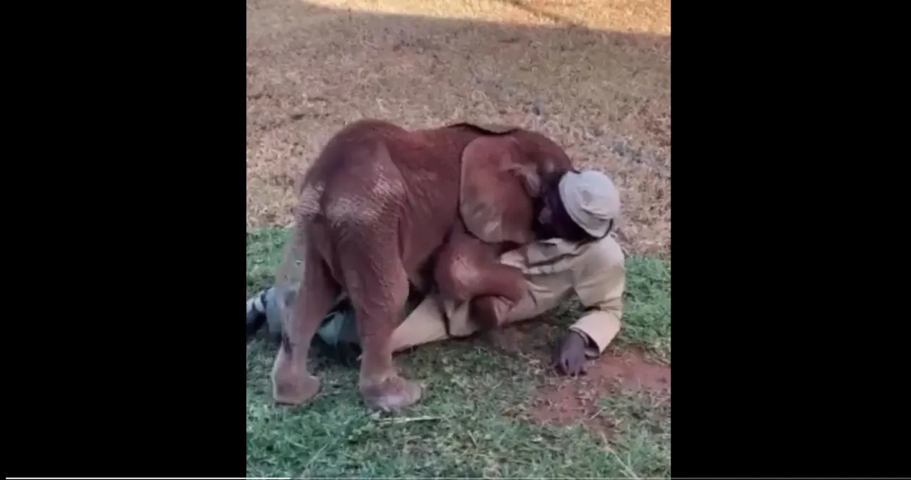 Viral Video