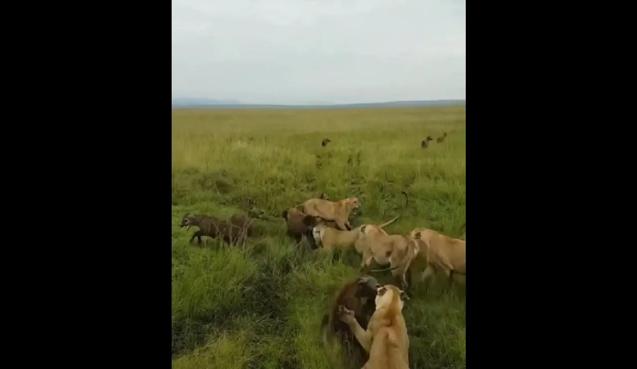 Video Viral