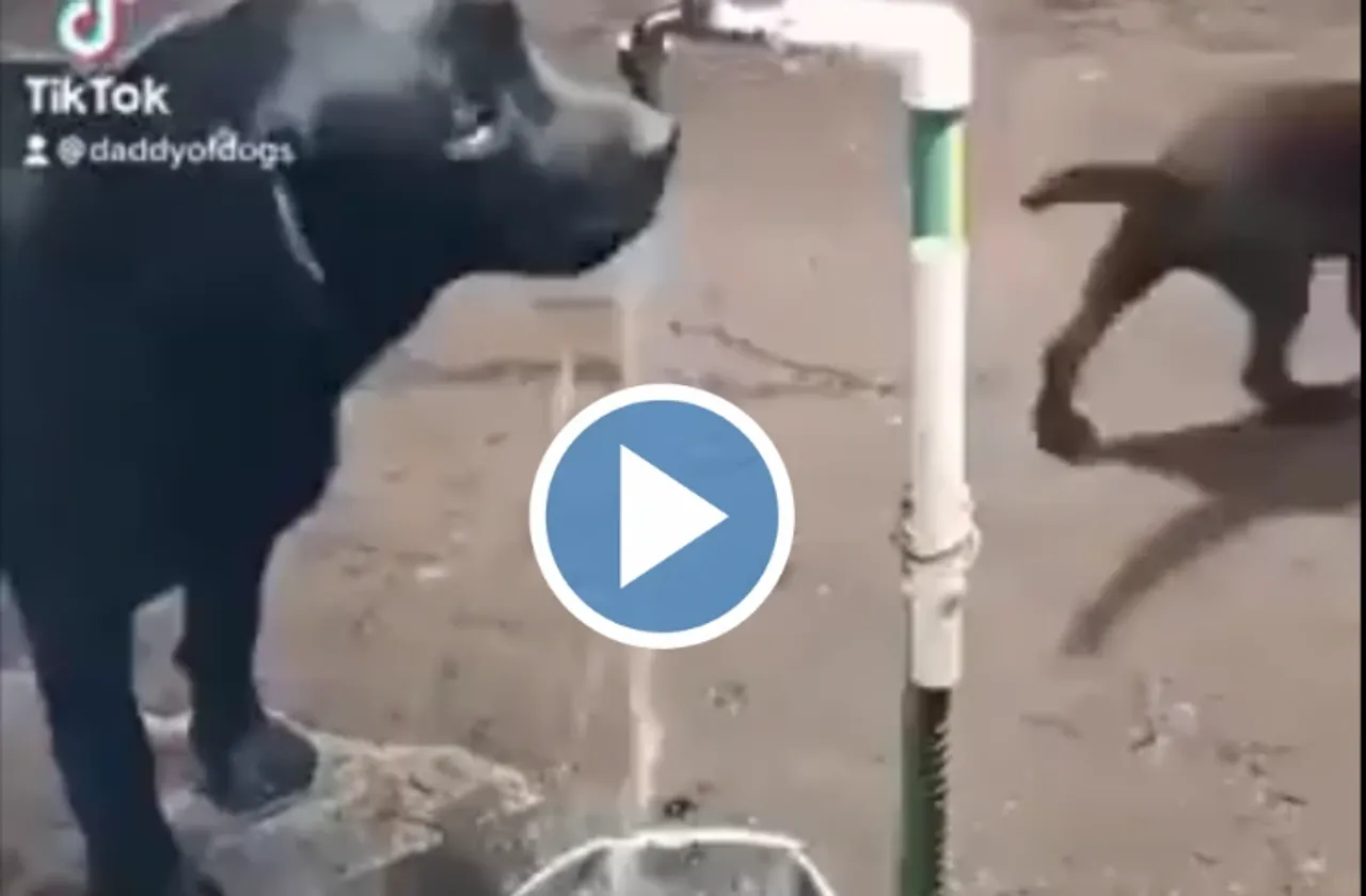 Viral Animal Video