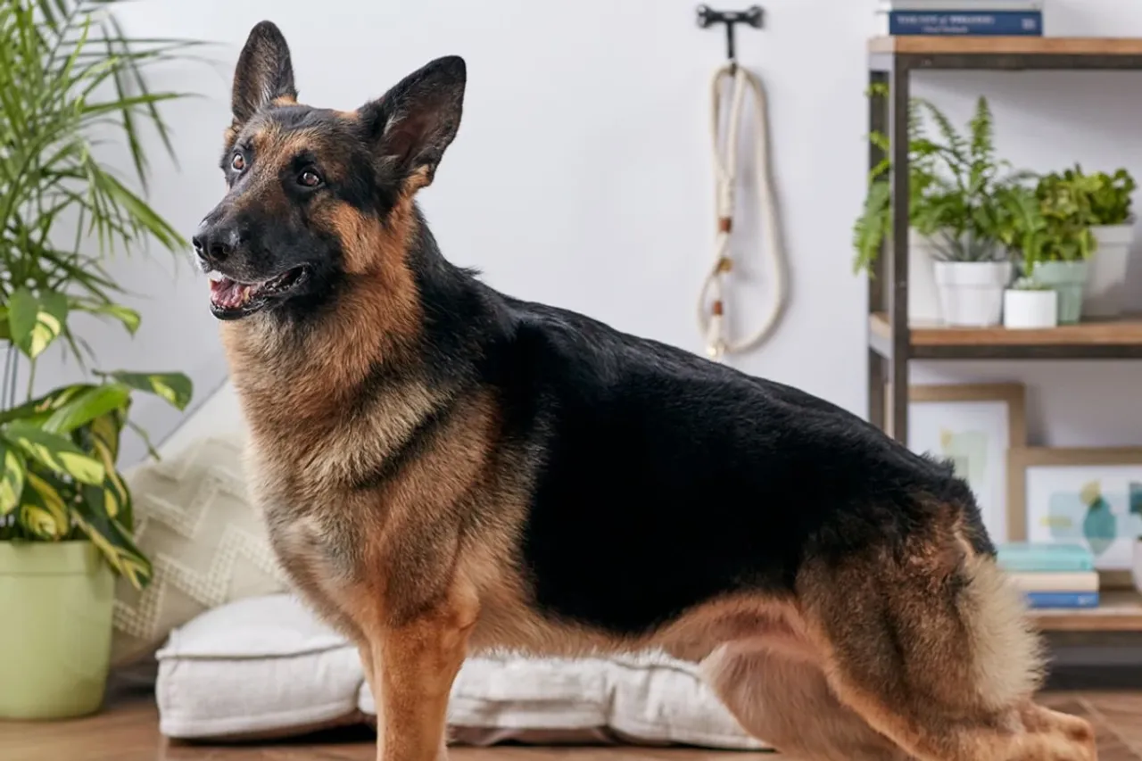 Viral Dog Story