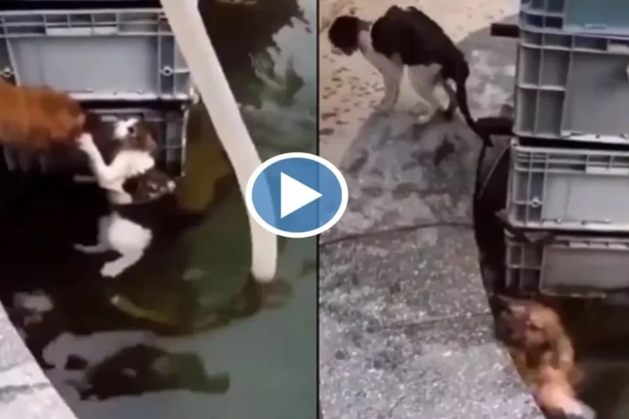 Viral Animal Video