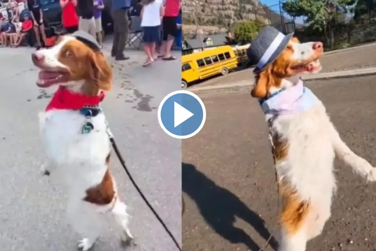Viral Animal Video