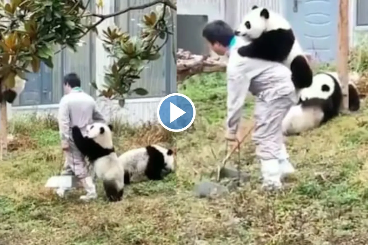 Viral Animal Video