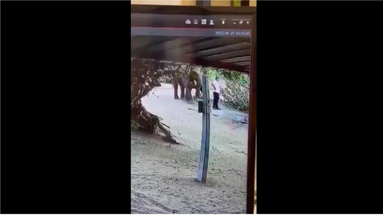 Viral Video