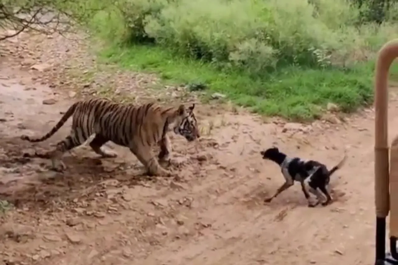 Animal Viral Video