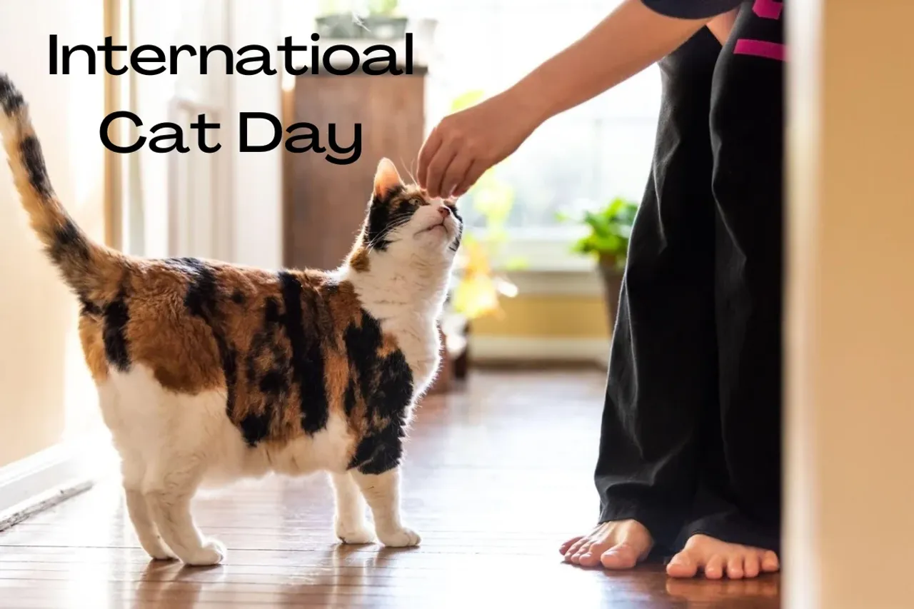 International Cat Day