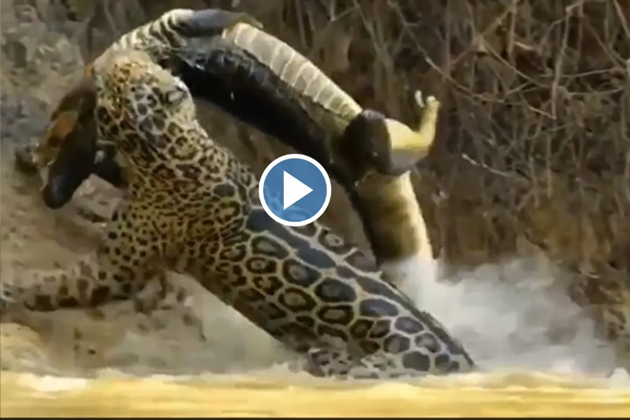 Viral Video: Jaguar messed up with the crocodile in water takes him towards the Jungle video goes viral, watch video