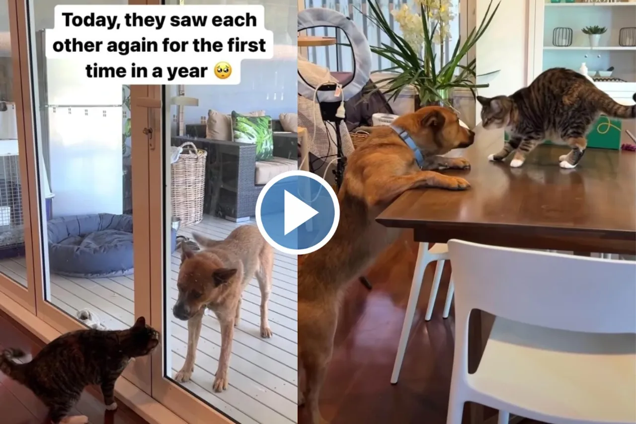 Viral Video
