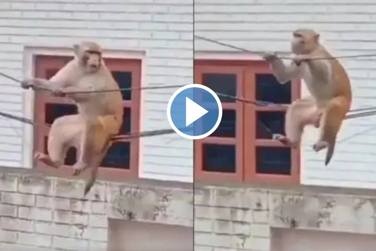Viral Animal Video