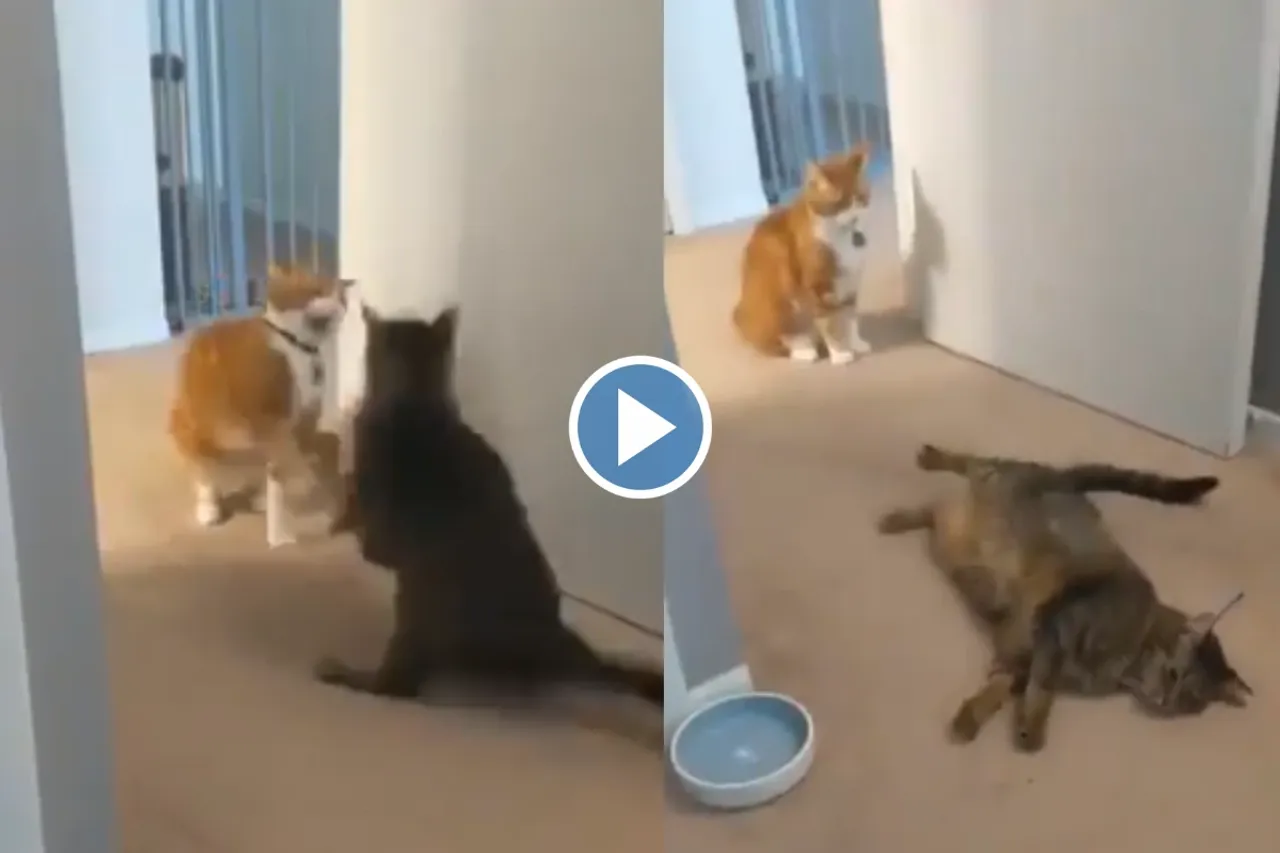 Viral Video