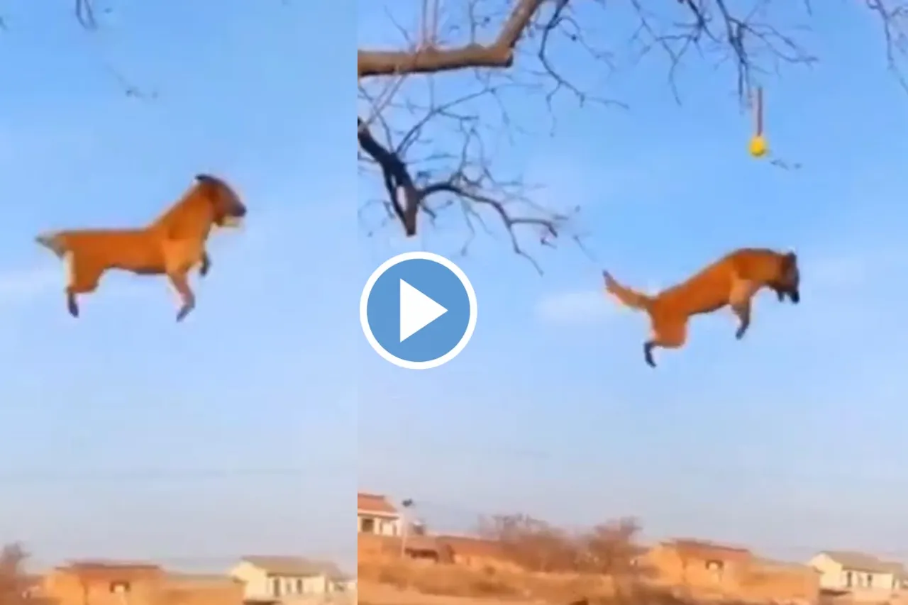 Viral Video
