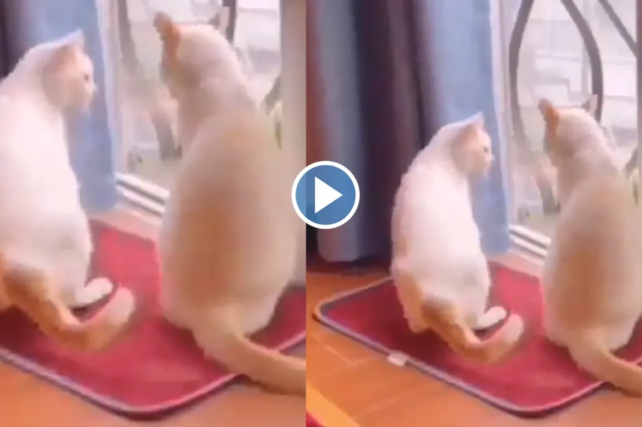 Viral Video
