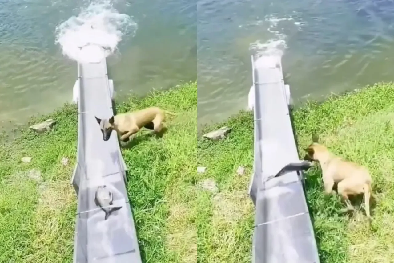 Viral Video