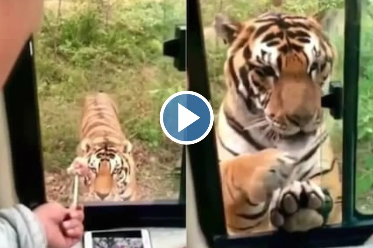 Viral Animal Video