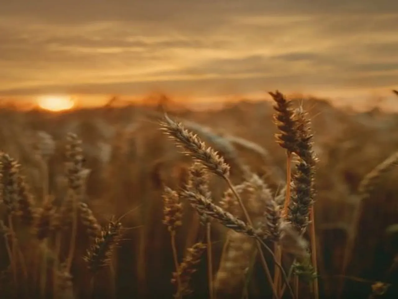 Maize